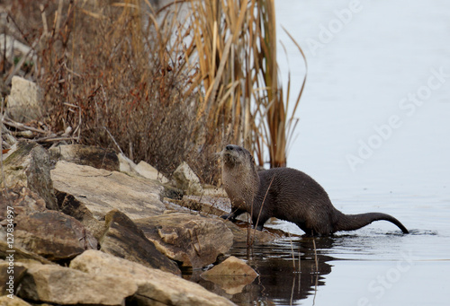 River otter on rocks at edge of lake