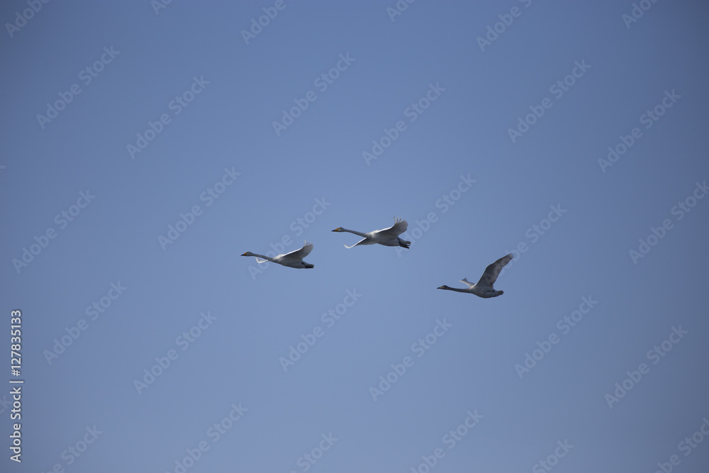 Flight flock of swans in the blue sky