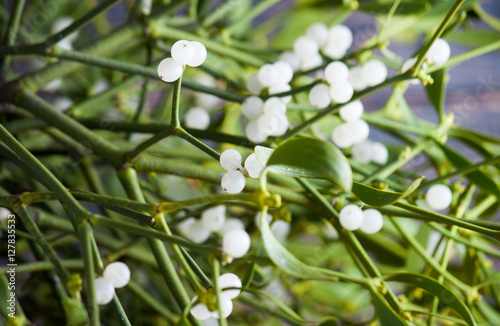 Plakat w ramie Green mistletoe close up