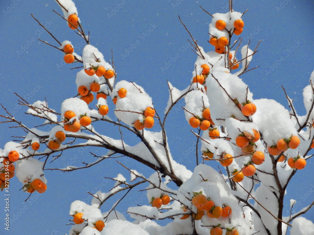 persimmon,Japan,snow.