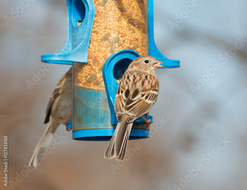 Field Sparrow eating at bird feeder in winter photo