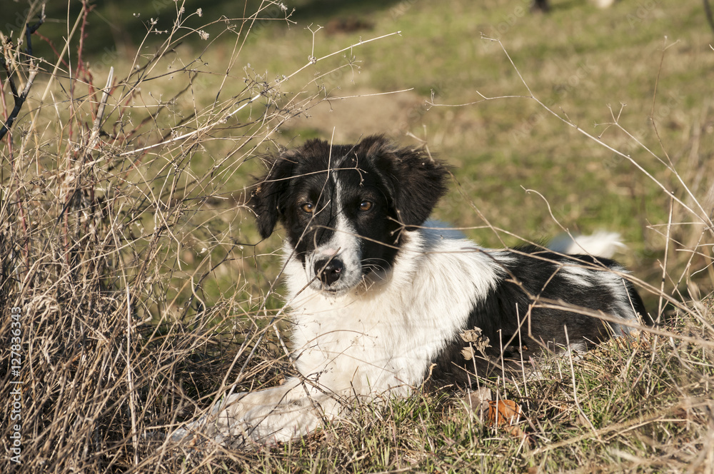 Young black and white mountain shepherd dog lying on meadow grass in sunny late autumn day