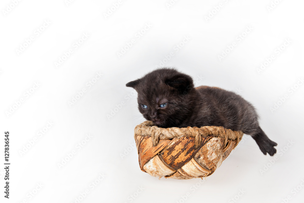 Black Scottish Fold kitten sitting on sitting in a vintage bast Black Scottish Fold kitten sitting on sitting in a vintage bast
