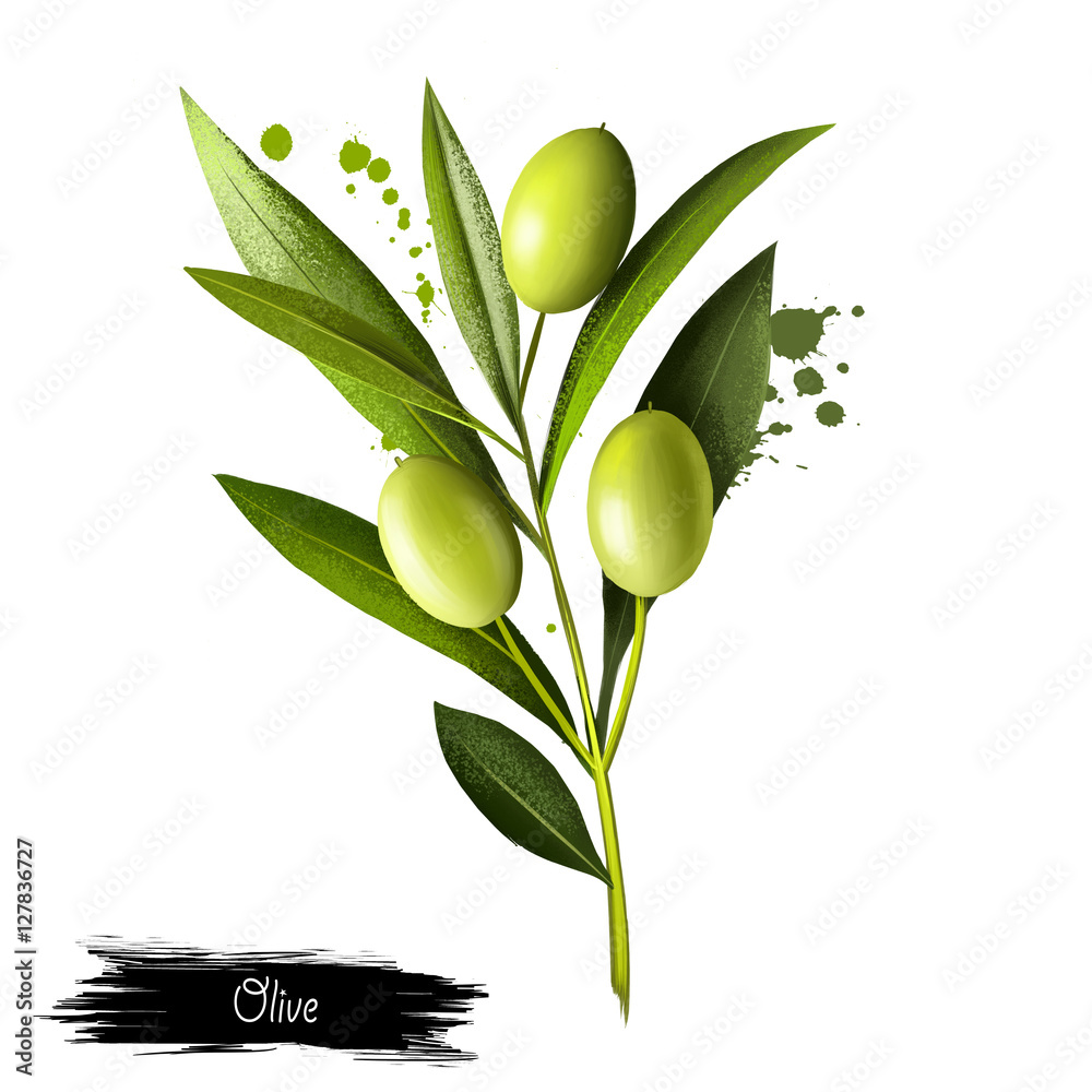 Olive branch with olives on a white background. Olive, known by botanical  name Olea europaea, meaning