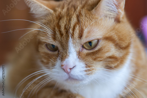 portrait ginger cat 