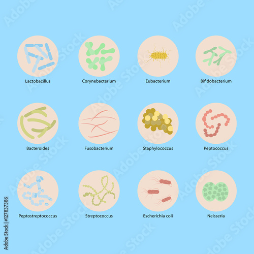 Types of Womans vaginal flora or microbiota in vagina, Signs of Good and Bad Bacteria photo