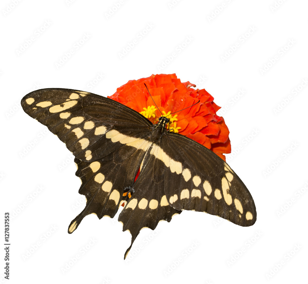 Obraz premium Dorsal view of papilio Cresphontes, Giant Swallowtail butterfly feeding on a red Zinnia flower, isolated on white
