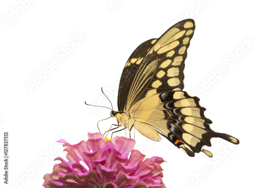 Photography Giant Swallowtail butterfly feeding on a pink Zinnia, isolated on white