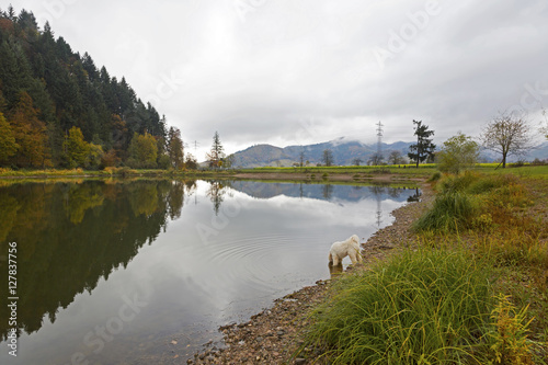 Beautiful Autumn reflection landscape with a dog drinking water on a cloudy afternoon in Black Forest, Germany, Europe