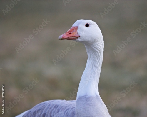 Beautiful isolated image of a wild snow goose