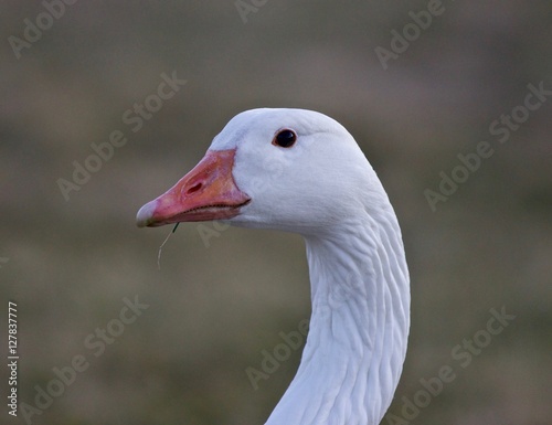 Beautiful isolated picture of a wild snow goose