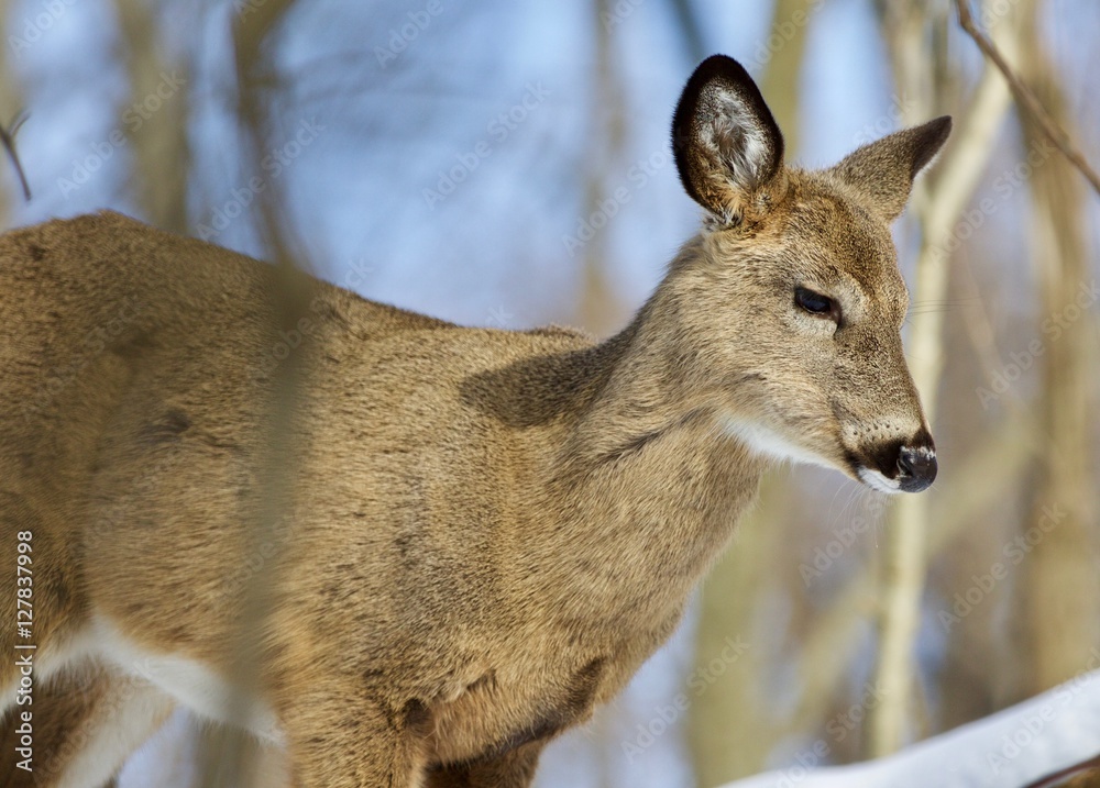 Beautiful isolated photo of a young wild deer in the forest Beautiful isolated photo of a young wild deer in the forest