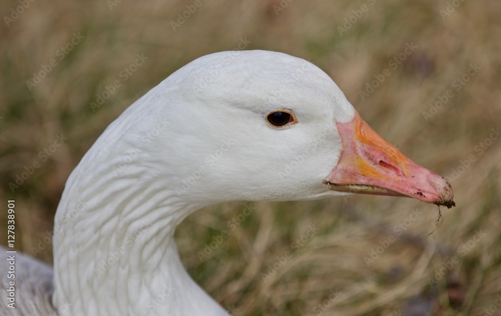 Beautiful isolated picture of a wild snow goose Beautiful isolated picture of a wild snow goose