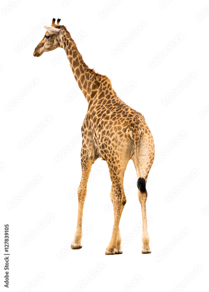 Fototapeta premium Giraffe Facing Side Isolated on White
