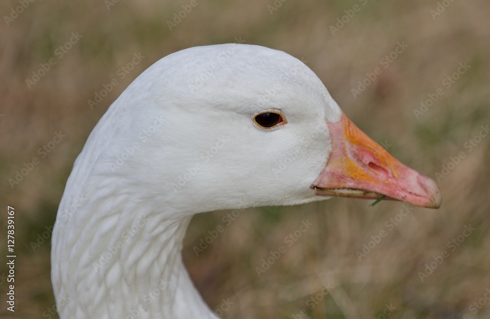 Beautiful background with a strong snow goose on the grass field