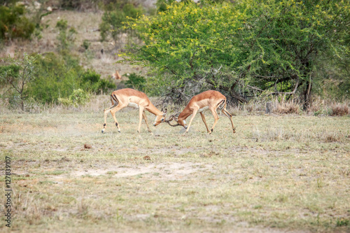 Two fighting Impalas.