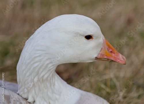 Beautiful close-up of a strong snow goose on the grass field