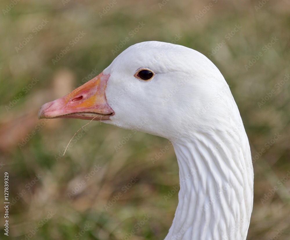 Beautiful isolated photo with a strong confident snow goose on the grass field