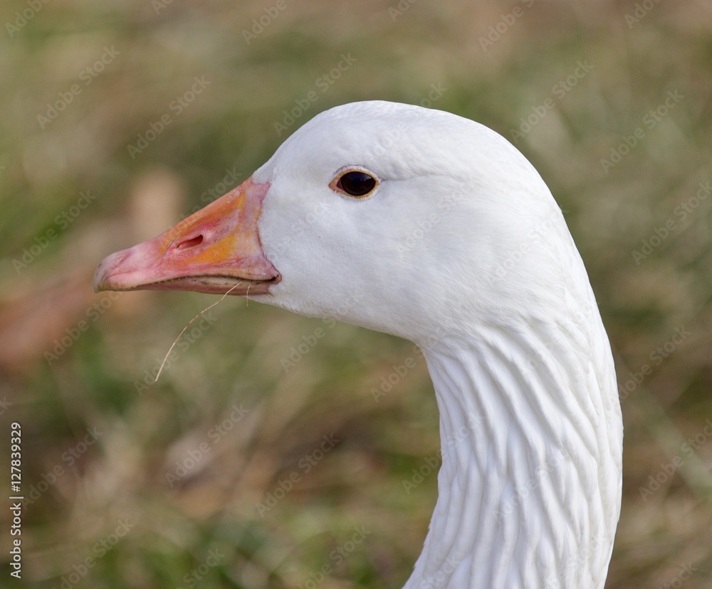 Beautiful isolated photo with a strong confident snow goose on the grass field Beautiful isolated photo with a strong confident snow goose on the grass field
