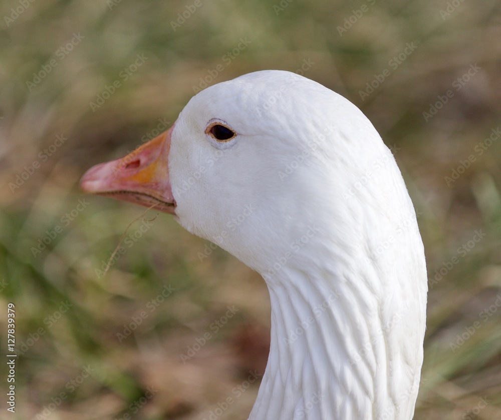 Funny isolated image with a snow goose on the grass field Funny isolated image with a snow goose on the grass field