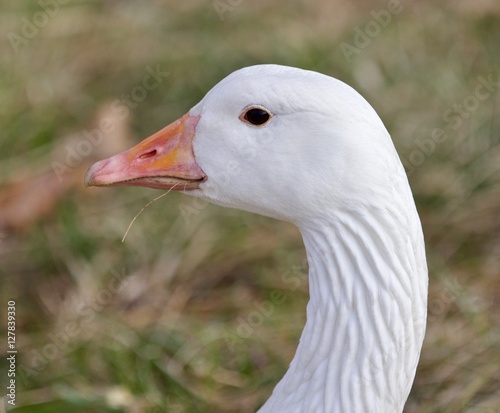 Beautiful isolated picture with a strong confident snow goose on the grass field
