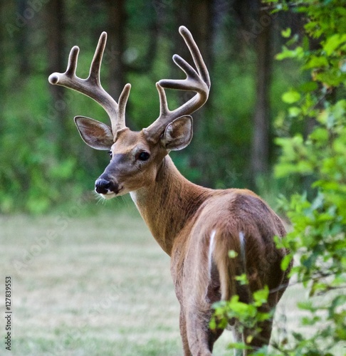 Beautiful isolated photo of a wild male deer with the horns looking back