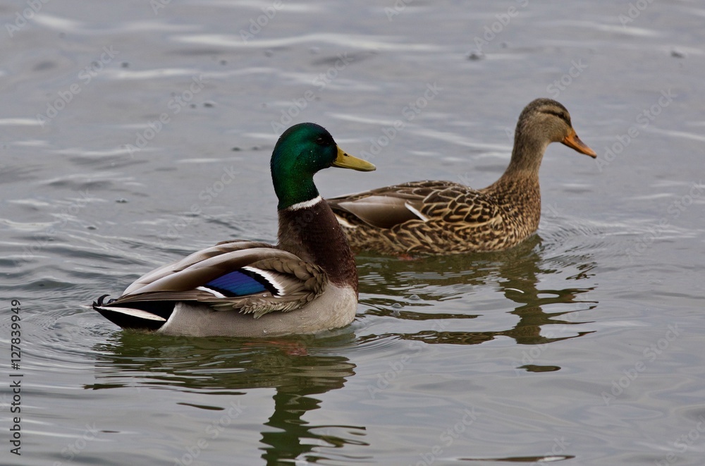 Beautiful background with a pair of mallards Beautiful background with a pair of mallards
