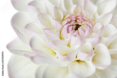 Beautiful white dahlia flower  closeup