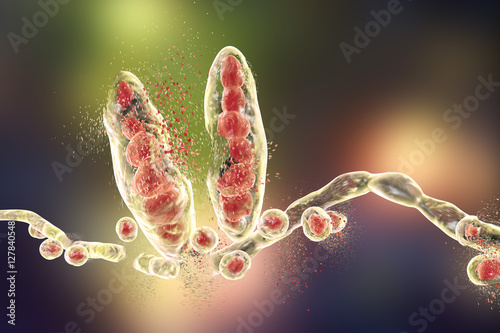 Destruction of fungus Trichophyton mentagrophytes which causes athlete's foot Tinea pedis and scalp ringworm Tinea capitus. 3D illustration. Concept for antifungal treatment photo