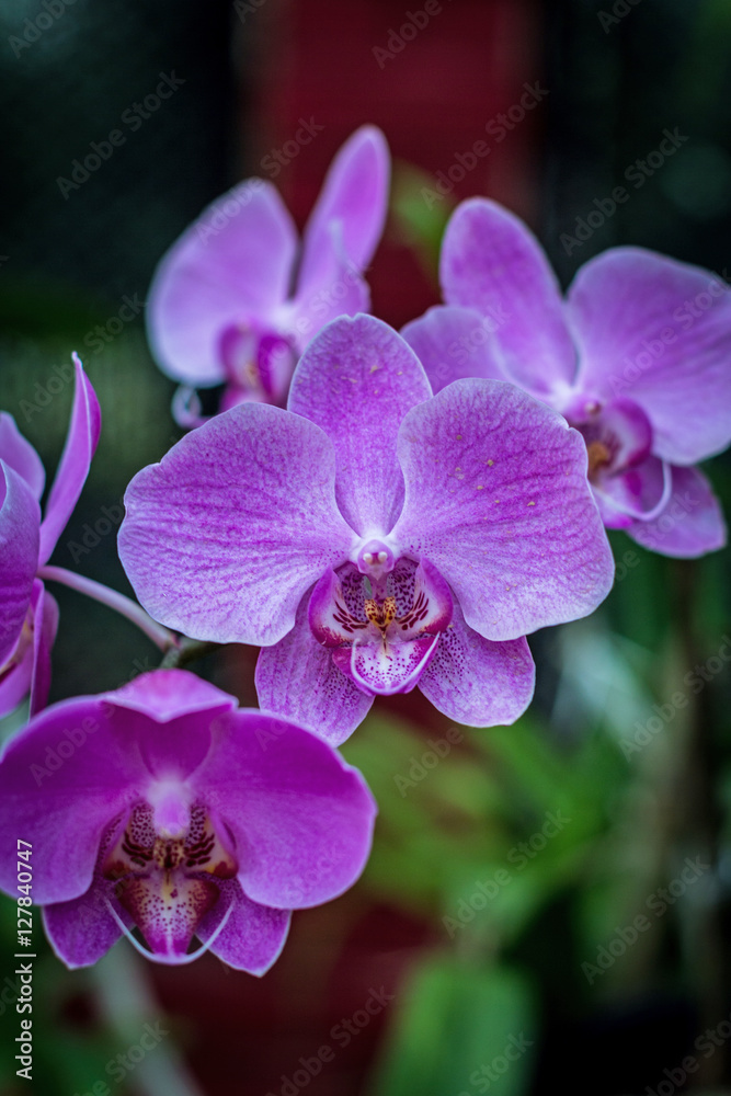 Pink orchid, queen of flowers. Pink orchid, queen of flowers.