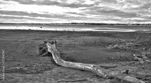 Vászonkép Bois mort sur la plage
