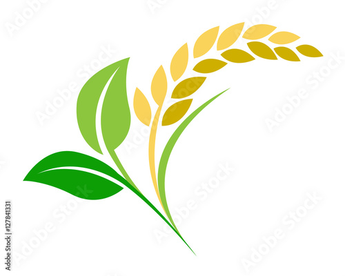 ear of paddy rice and plant leaf vector