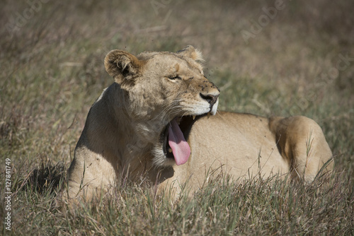 Yawning Lioness with Flies