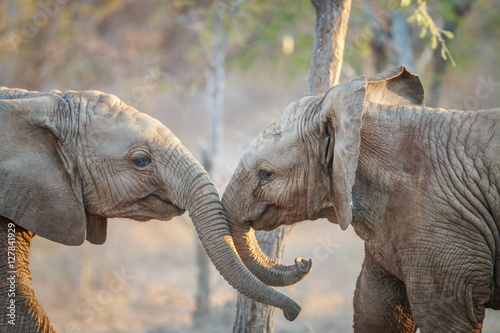 Two Elephants playing.