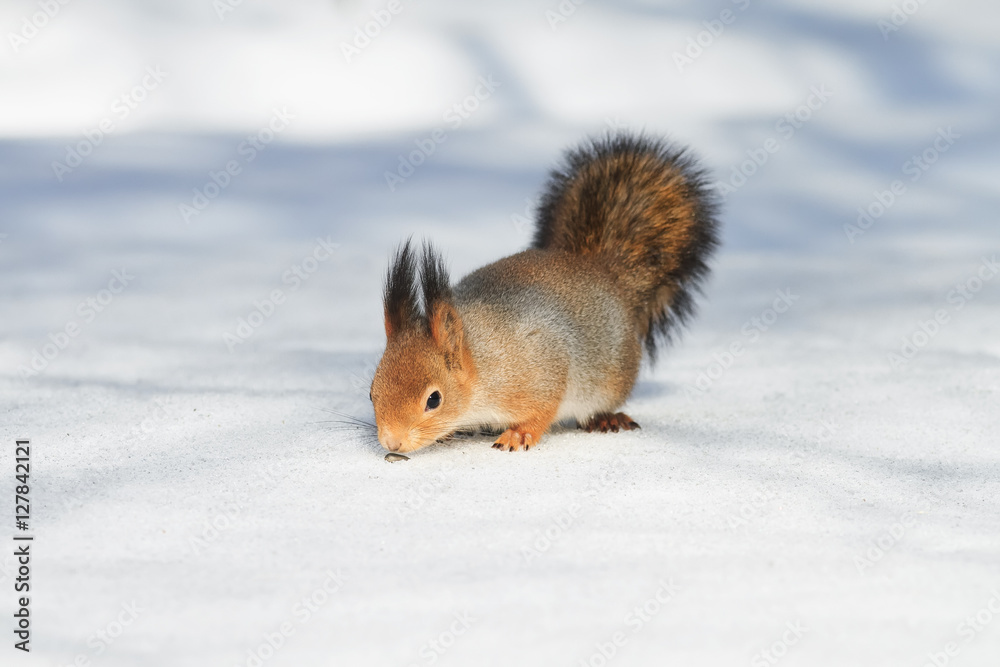 cute fluffy red squirrel seeking seeds on the white snow in winter Park cute fluffy red squirrel seeking seeds on the white snow in winter Park