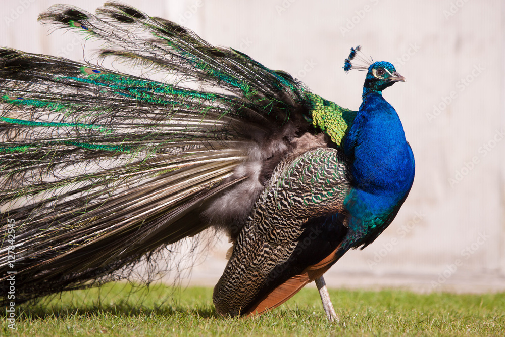 Obraz premium Deep blue peacock showing off in Warsaw Lazienki park during lat