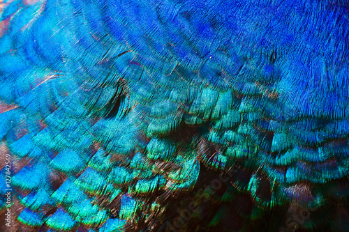 Fototapeta Naklejka Na Ścianę i Meble -  Deep blue peacock's feather texture