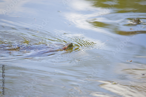 Details of a turtle swimming at a lake