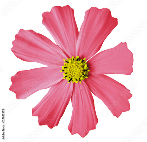 light pink flower  kosmeya  white isolated background with clipping path. Closeup. no shadows. yellow mid. Nature.