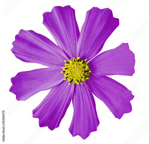 violet flower  kosmeya  white isolated background with clipping path. Closeup. no shadows. yellow mid. Nature.