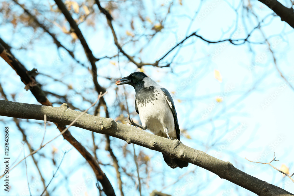 Cute crow with spoil sitting on branch, sky background