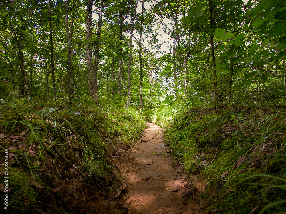 Straight Narrow Path in the Forest Straight Narrow Path in the Forest