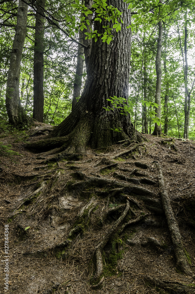 Tree with Roots Exposed Tree with Roots Exposed