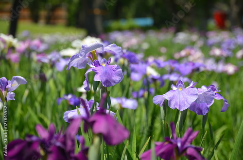 Purple Iris Field in Bloom, Japan
