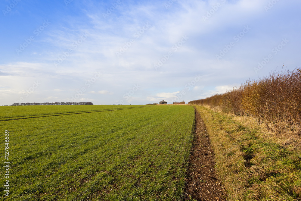Fototapeta premium young green wheat crop