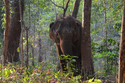 Photography Asian Elephant in Jungle, Cambodia