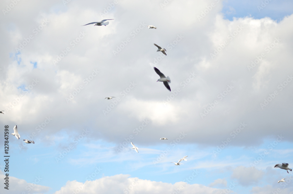 gulls in the sky with gray clouds