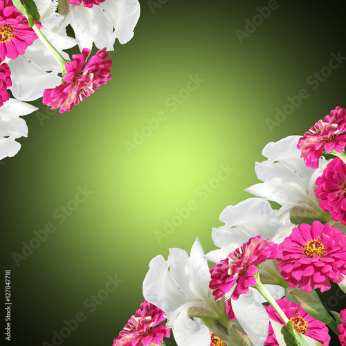 Fototapeta Naklejka Na Ścianę i Meble -  Beautiful floral background of white irises and pink tsiny 