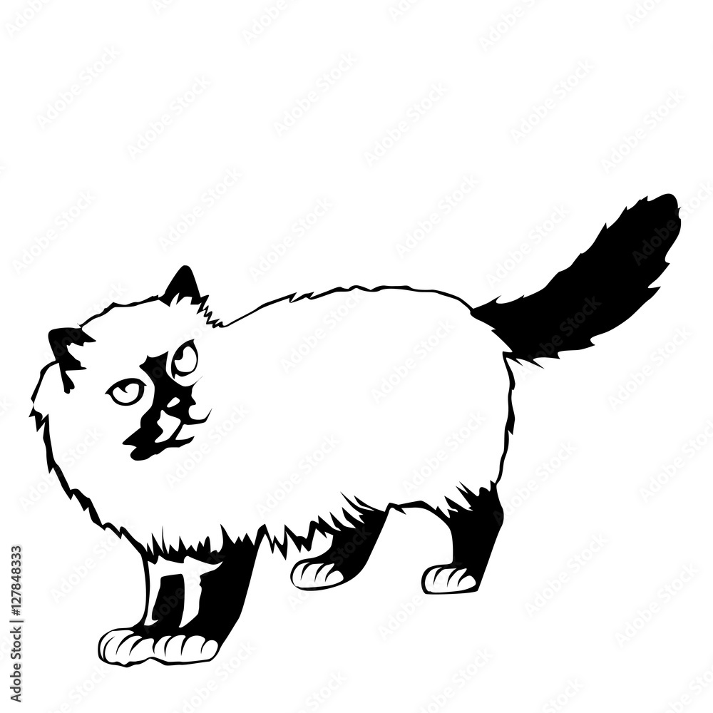 Black and white cat vector illustration Black and white cat vector illustration