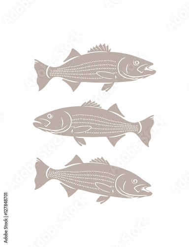 striped bass